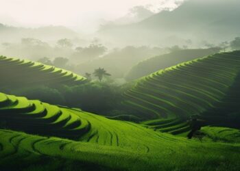 Traveler overlooking green rice terraces near Ubud Bali in soft morning light