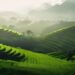 Traveler overlooking green rice terraces near Ubud Bali in soft morning light